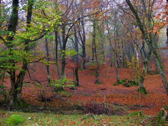 IMG_6778-1