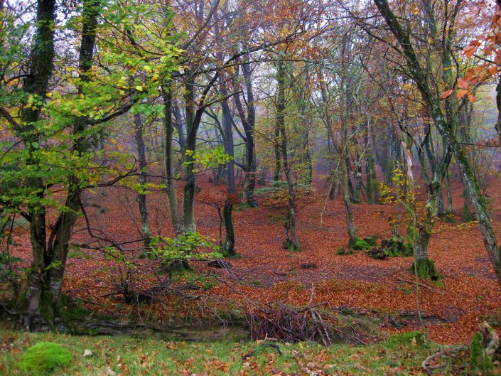 IMG_6778-1